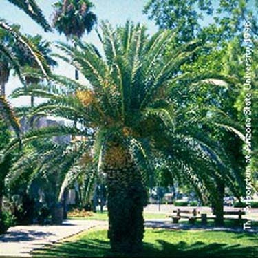 canary island date palm