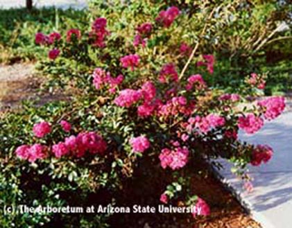 crape myrtle