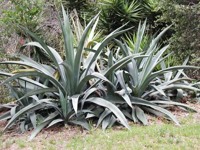 Weber agave