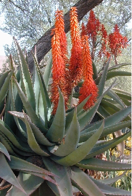 Cape Aloe