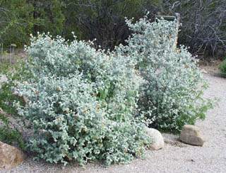 Wooly butterfly bush