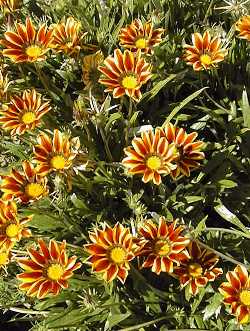 Gazania