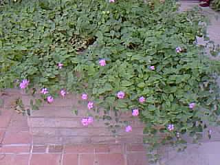 Trailing lantana