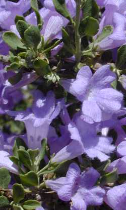 Chihuahuan Sage
