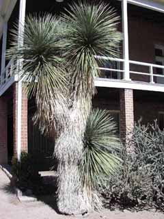 Soaptree yucca