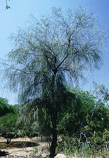 shoestring acacia