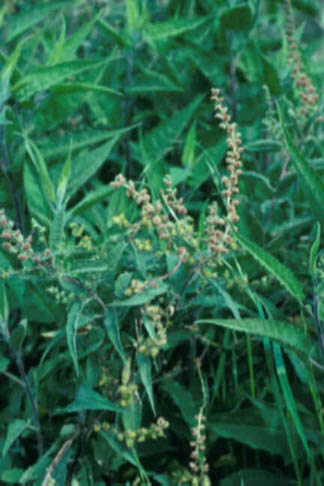 Canyon Ragweed