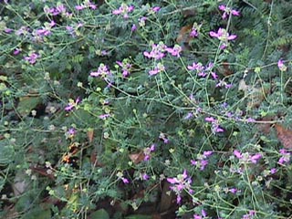 Black dalea