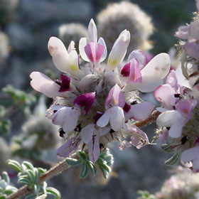 Bush dalea
