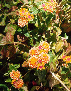 Bush Lantana