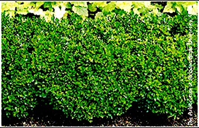 Japanese boxwood