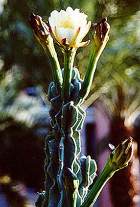 Night Blooming Cereus