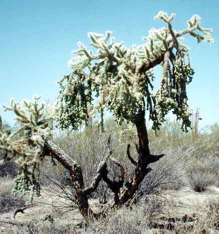 Jumping cholla