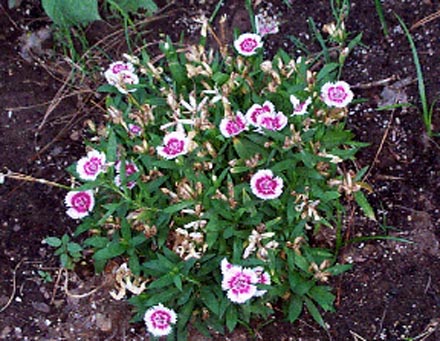 Dianthus deltoides