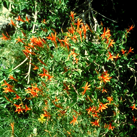 Flame honeysuckle
