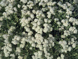 Mojave buckwheat