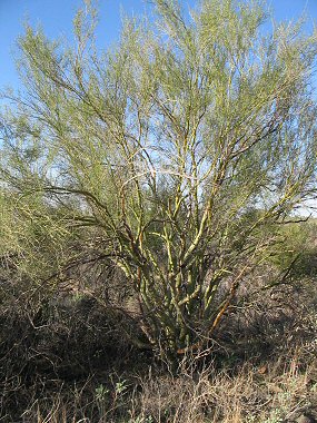 Foothills palo verde