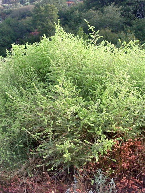 Fourwing Saltbush