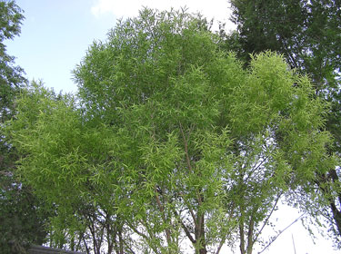Globe willow