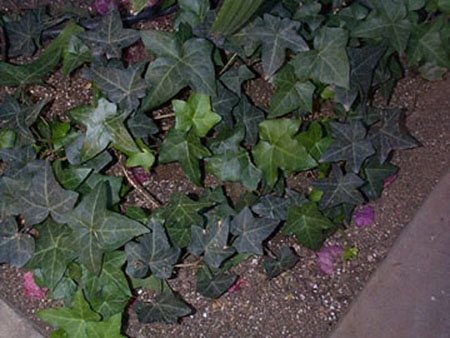 Algerian Ivy
