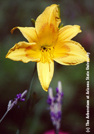 Day Lily