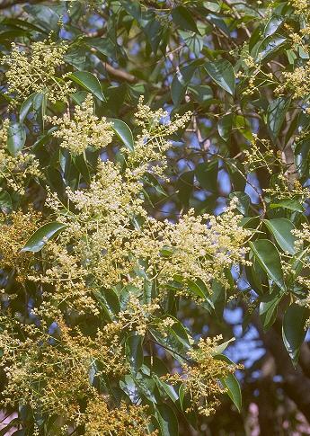 Wax-leaf privet