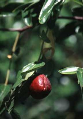 Chinese jujube