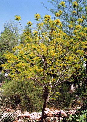 Goldenball lead tree