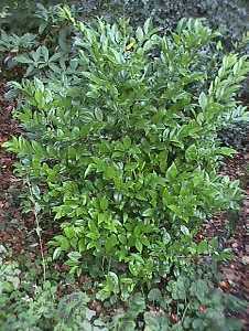 Chinese privet