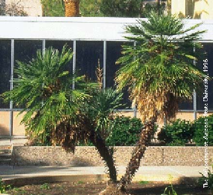 Mediterranean Fan Palm