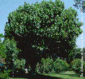 White mulberry