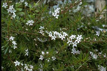 Myoporum parvifolium