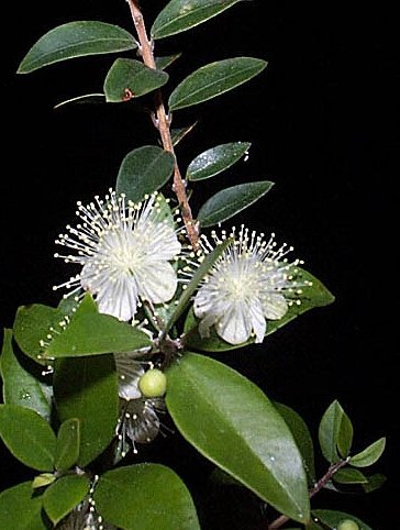 Dwarf Myrtle