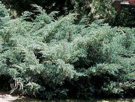 Chinese juniper
