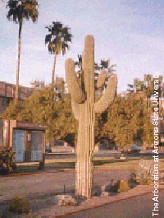 giant saguaro