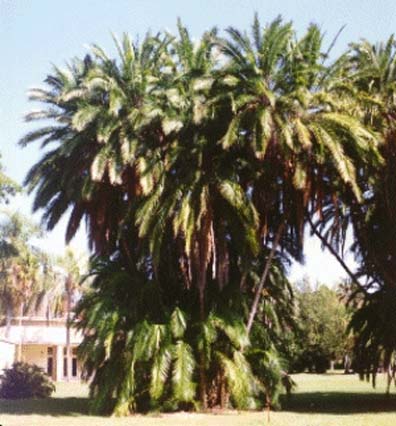 Senagal date palm