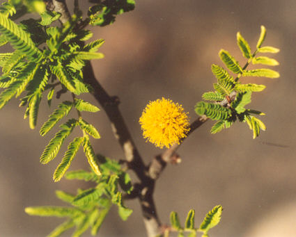 Sweet Acacia