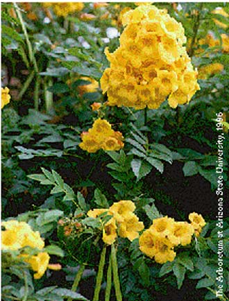 Yellow trumpet flower