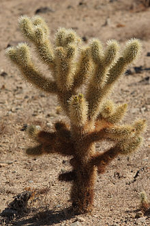 Teddy bear cholla