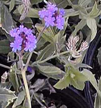 purple verbena