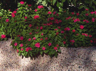 Vinca rosa