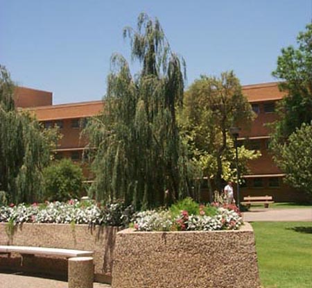 Tolleson's Weeping Juniper