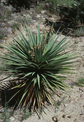 Schott's yucca