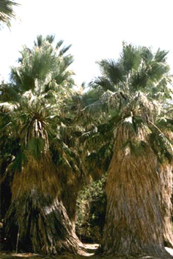 california fan palm