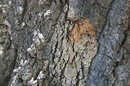 Cork Oak