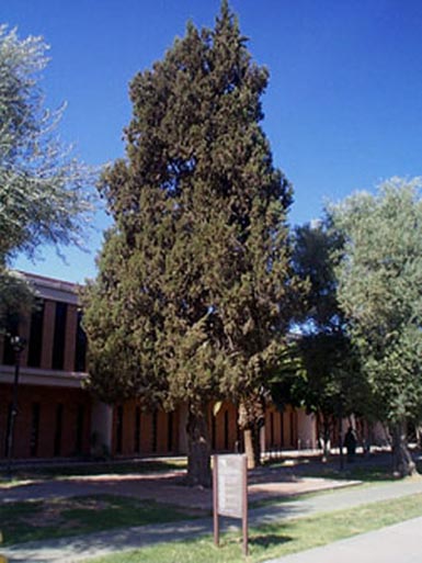 arizona cypress