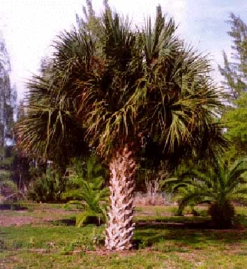 cabbage palmetto