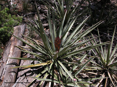 banana yucca